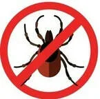 Mosquito Organic Control
